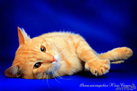 Рыжий кот в добрые руки! (1,5 года) 3