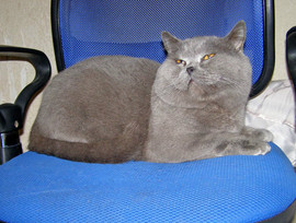 Британский котик Фагот в хорошие руки. 2