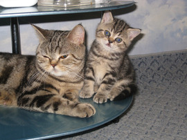 замурррчательные мраморные котята!!!!