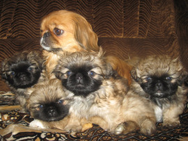 Продажа щенков пекинеса