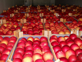 Продаю оптом от 20 тонн яблоки кислых и сладких сортов!