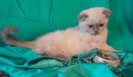 Шотландские клубные котятки 2