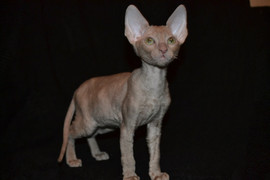 Изумительные котята корниш рекса 7