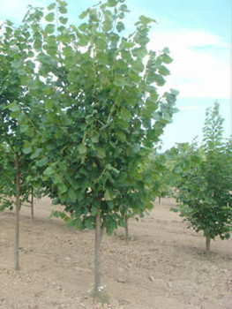 саженцы Липы (мелколистной)