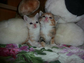 Отдам котят в хорошие руки 2