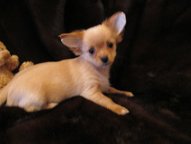 Девочка чихуа