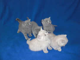 Плюшевые британчики