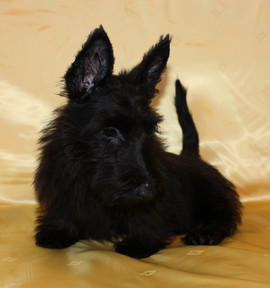 Скотч-терьер щенки от чемпионов