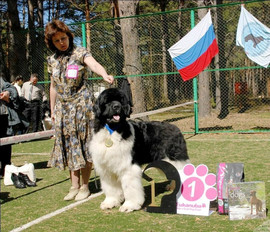 Щенки Ньюфаундленда!