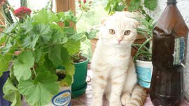 продам шотландских котяток