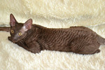 Элитные кудрявые котята Корниш рекс