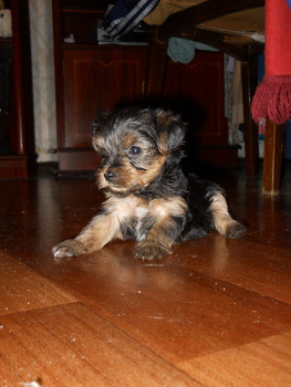 продаются чудо щеночки (клубные, с документами) мальчики и девоч