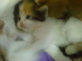 Продажа пушистых котят 6