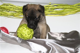 Очаровательная Чара, 1,5 мес., ищет уютный дом и заботливого хоз 3