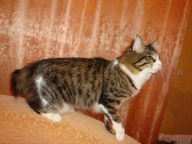 Курильский бобтейл 2