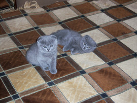 плюшевые медвежата 2