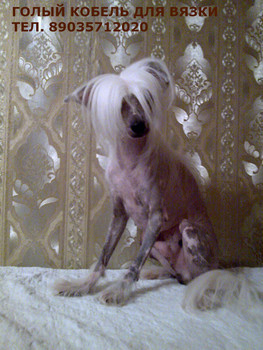 КИТАЙСКАЯ ХОХЛАТАЯ- ГОЛЫЙ КОБЕЛЬ ВЯЗКА
