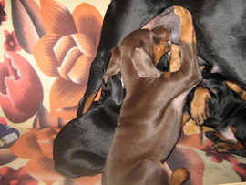 элитные щенки добермана 5