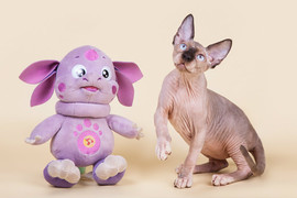 Сфинкс-восхитительный котёнок!