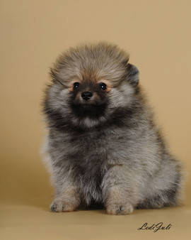 померанский шпиц 4