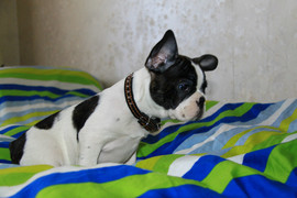 Французский Бульдог 15000 р