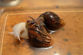 АХАТИНЫ- сухопутные улитки 3