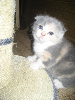 шотландская вислоухая девочка