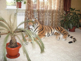 Апартаменты для отдыха в Евпатории