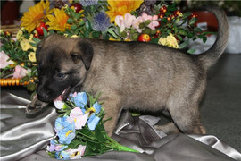 Очаровательная Чара, 1,5 мес., ищет уютный дом и заботливого хоз 5