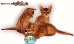 Абиссинские котята