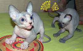 КАНАДИКАМ 2 МЕСЯЦА