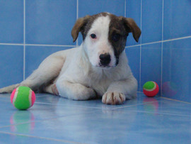 Щенок ищет заботливого хозяина