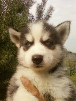 щенки хаски