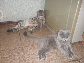 Британские кот и кошка