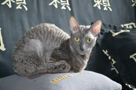 Элитные котята Корниш рекса шикарных окрасов