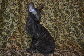 Роскошная девочка Корниш рекса 2