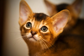 абиссинские котята 10000 руб