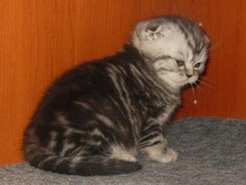 Шотландские котята 2