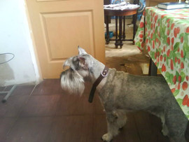 щенки миттельшнауцера