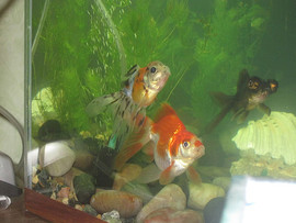 Продам аквариум с рыбками и оборудованием
