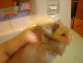 Отдаю хомяков, 3 яблочка за каждого