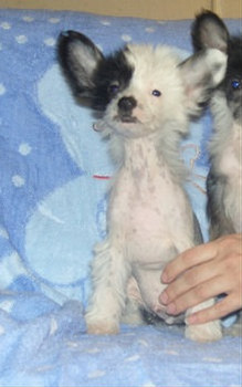 Продаются щенки Китайской хохлатой собаки