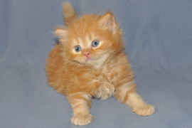 Британские длинношёрстные котята 2