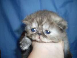 экзотические котята