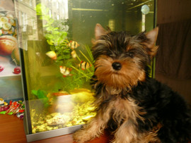 продажа щенков 2