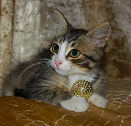 Очаровательный котенок в дар! 3