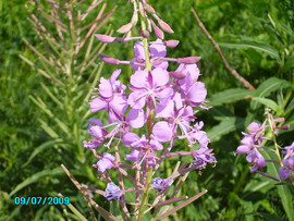 Ферментированный Кипрей узколистный – Копорский чай