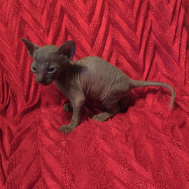 Изумительный котик и кошечка Корниш рекс на резервирование 7