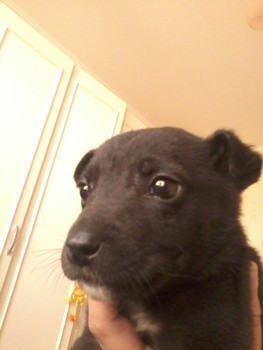 Отдам щенка бесплатно 2