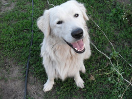 Мареммо-абруцкой овчарки щенков